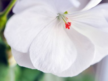 Kırılgan beyaz sardunya çiçeği pencere pervazındaki tencereye yakın.