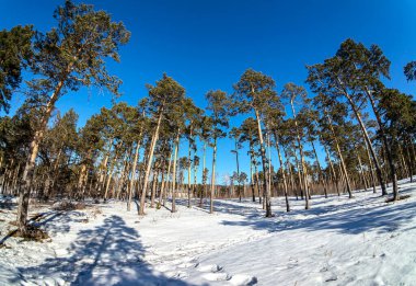 Güneşli bir günde baharda çam ağaçlarının manzarası, karlar erir, orman, kırsal, Chelyabinsk, Güney Urallar