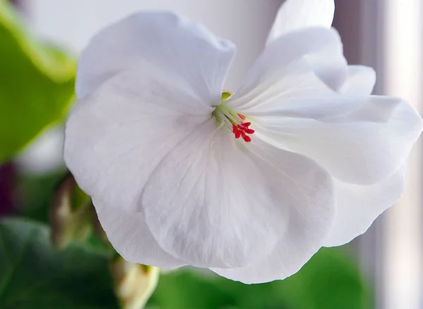 fragile delicate white geranium flower close up in a pot on the windowsill