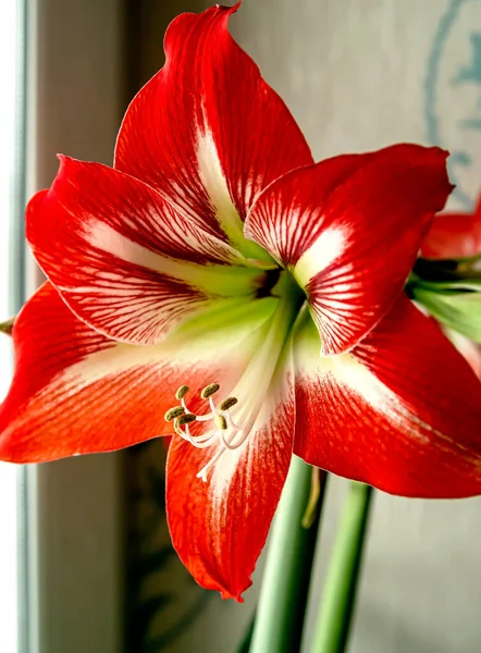 Gentle Beautiful Large Red Amaryllis Flowers Windowsill — Stock Photo, Image