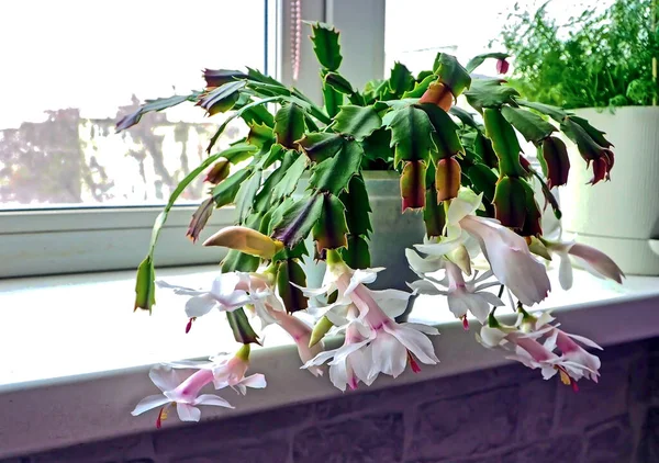 Christmas cactus with white flowers blooms in a pot — Stock Photo, Image