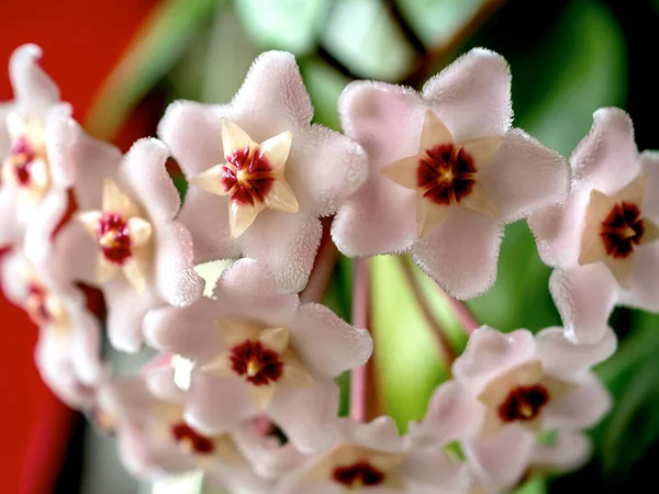 Blume Von Hoya Carnosa Porzellanblume Oder Wachspflanze Hat Wachsblätter Und — Stockfoto