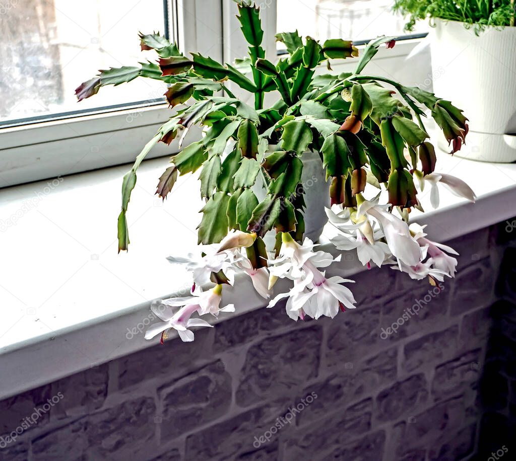 christmas cactus with white flowers blooms in a pot on the windowsill