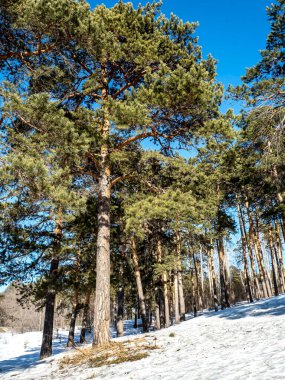 Güneşli bir günde baharda çam ağaçlarının manzarası, karlar erir, orman, kırsal, Chelyabinsk, Güney Urallar