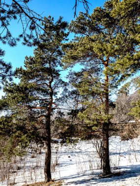Güneşli bir günde baharda çam ağaçlarının manzarası, karlar erir, orman, kırsal, Chelyabinsk, Güney Urallar