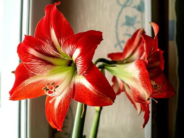 Doce Belas Flores Vermelhas Amaryllis Grandes Peitoril Janela — Fotografia de Stock