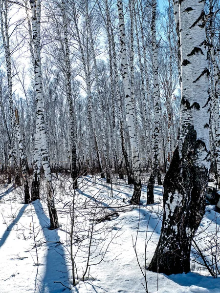 Nyírfa Törzsek Levelek Nélkül Háttérben Kék Tavaszi Kontúr Fény — Stock Fotó