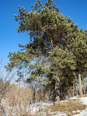 Güneşli bir günde baharda çam ağaçlarının manzarası