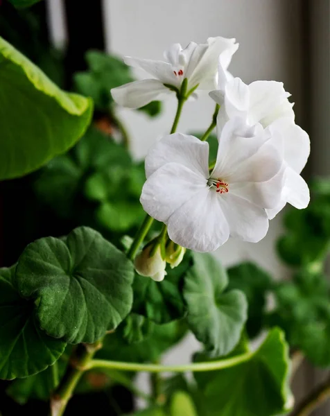 Fragile fleur de géranium blanc délicat gros plan — Photo