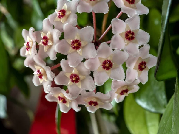 Blume Von Hoya Carnosa Porzellanblume Oder Wachspflanze Hat Wachsblätter Und — Stockfoto