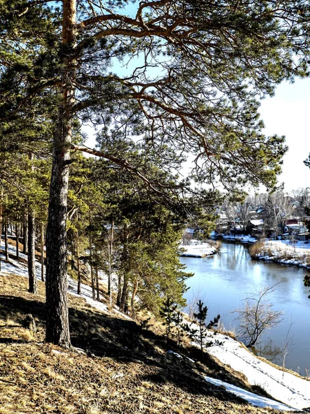 Pijnbomen Groeien Hoge Oever Van Rivier Een Zonnige Lentedag Verte — Stockfoto