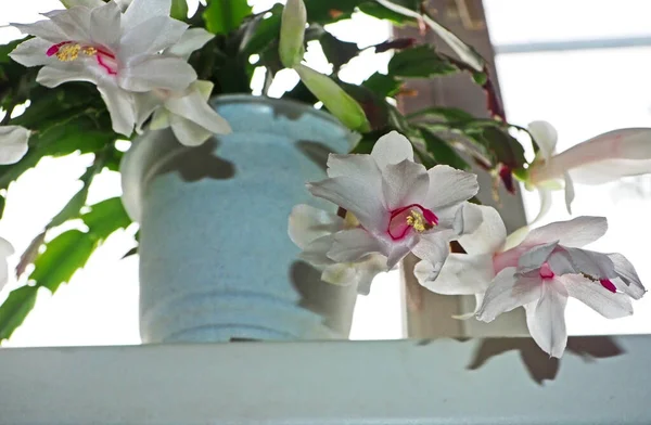 Christmas Cactus White Flowers Blooms Pot Windowsill — Stock Photo, Image