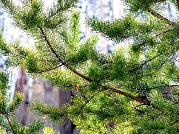 Parlak Yeşil Çam Dalları Ilkbaharın Başlarında Bulanık Doğal Bir Arka — Stok fotoğraf