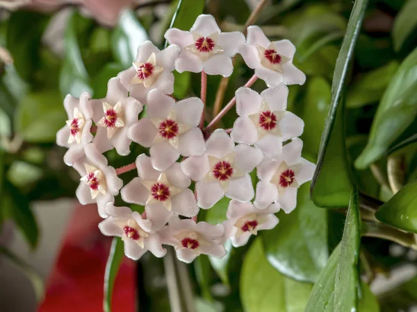 Hausblume mit dem lateinischen Namen Hoya carnosa, enger Fokusbereich — Stockfoto