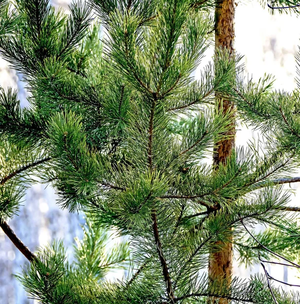 Ramos de pinheiro verde brilhante no início da primavera — Fotografia de Stock