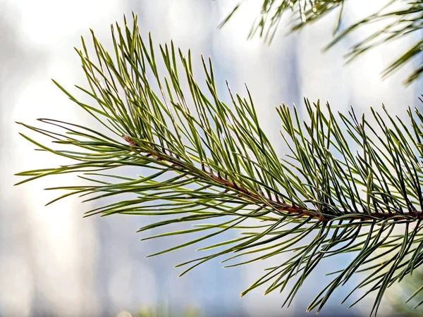 Leuchtend grüne Kiefernzweige im zeitigen Frühling — Stockfoto