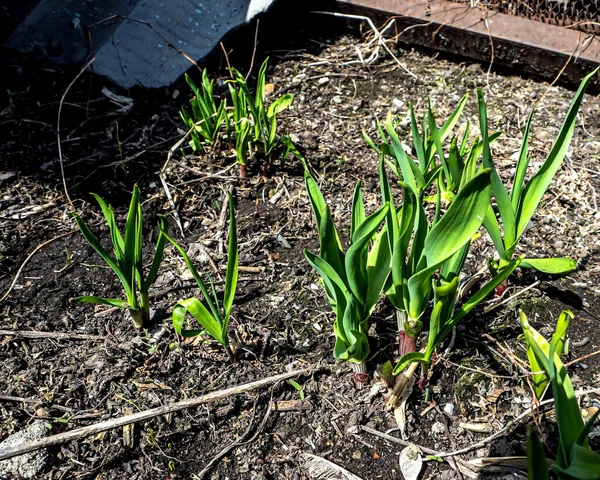 Bear Onion Plant Latin Name Allium Ursinum Garden Spring Useful — Stock Photo, Image
