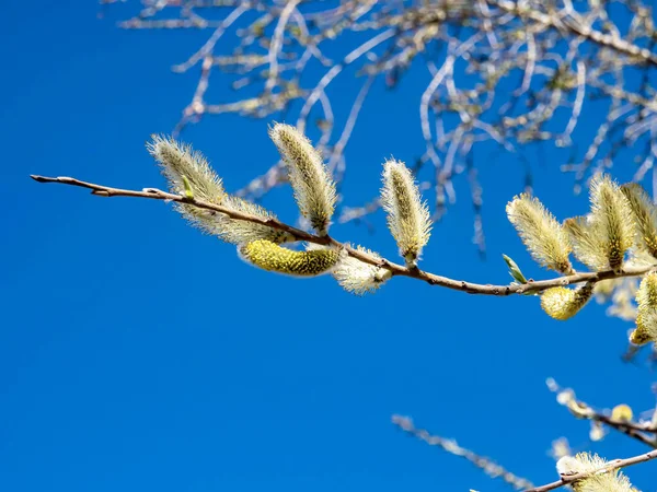 Гілка Квітучої Верби Тлі Блакитного Неба Навесні — стокове фото
