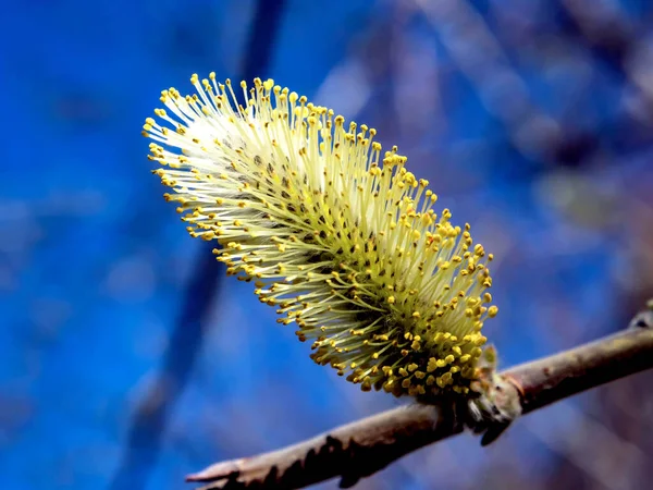 Гілка Квітучої Верби Тлі Блакитного Неба Навесні — стокове фото