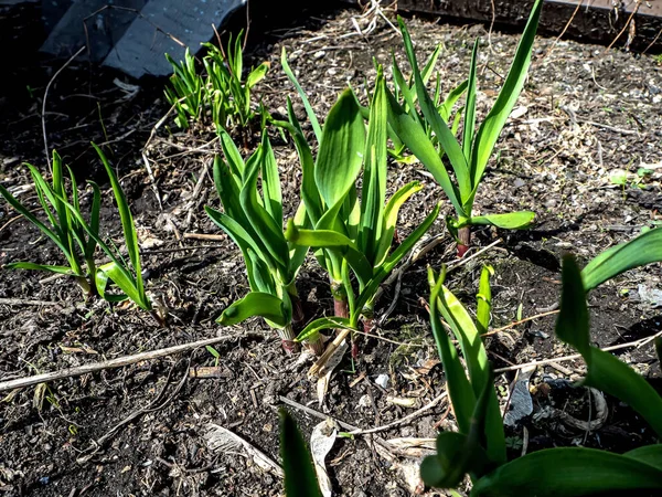 bear onion, a plant with the Latin name Allium ursinum in the garden in the spring, a useful vitamin plant