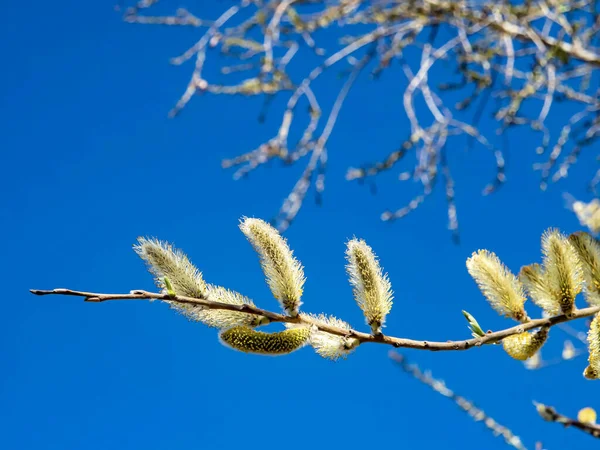 하늘을 배경으로 꽃피는 버드나무 — 스톡 사진