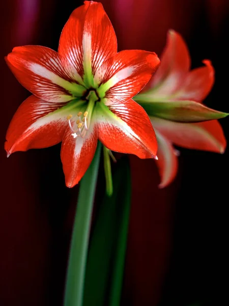 Large Bright Red Amaryllis Flowers Dark Blurry Background — Stock Photo, Image