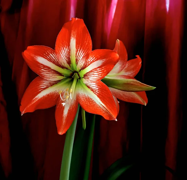 Large Bright Red Amaryllis Flowers Dark Blurry Background — Stock Photo, Image
