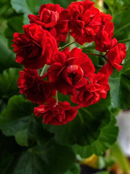 Double Red Geranium Flowers Blurry Background Macro — Stock Photo, Image