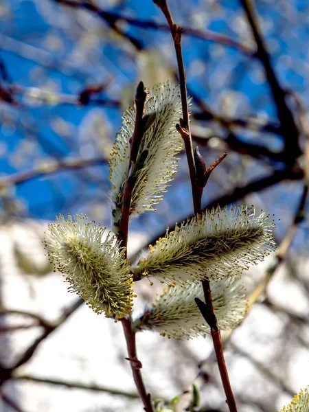 하늘을 배경으로 꽃피는 버드나무 — 스톡 사진