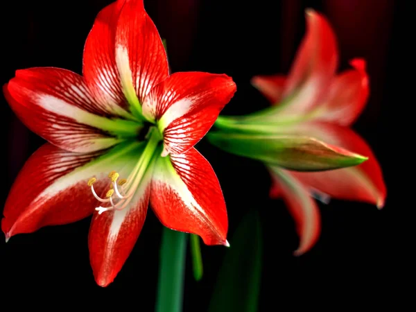 Large Bright Red Amaryllis Flowers Dark Blurry Background — Stock Photo, Image