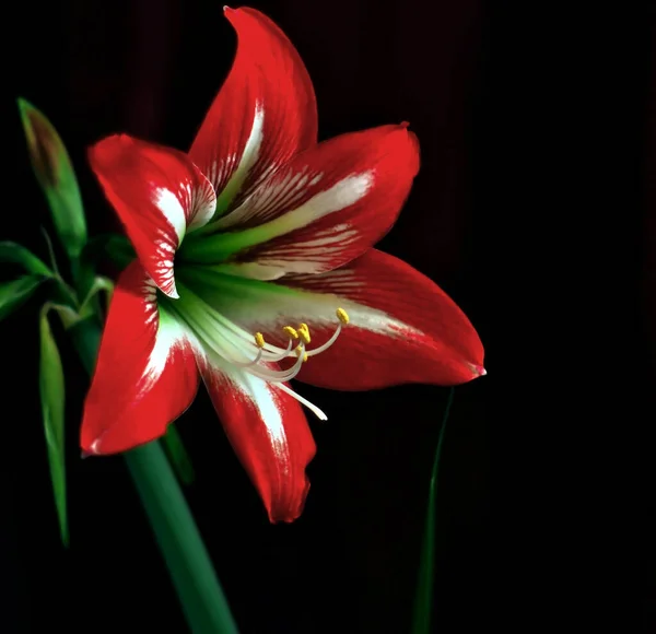 Grandes Flores Amarilis Color Rojo Brillante Sobre Fondo Borroso Oscuro — Foto de Stock