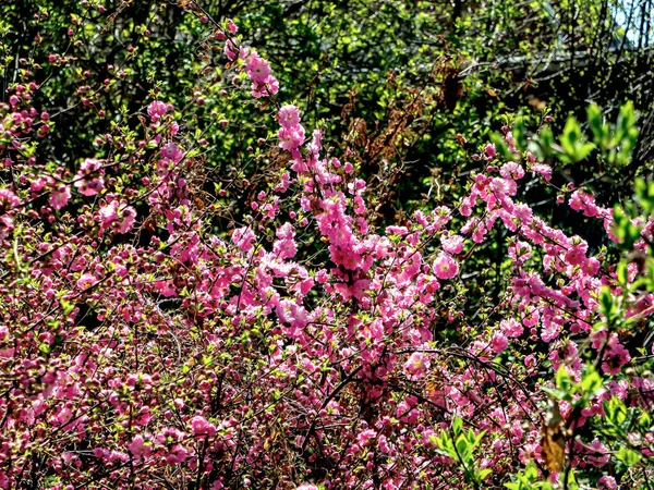 Sakura-Kirschblüte im Stadtgarten von Tscheljabinsk — Stockfoto