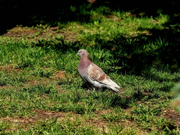 Güneşin aydınlattığı yeşil çimenlikteki güvercin.