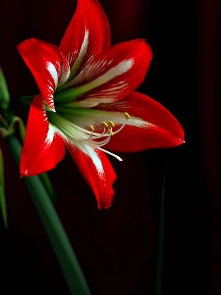 Grandes Flores Amaryllis Vermelho Brilhante Fundo Escuro Embaçado — Fotografia de Stock