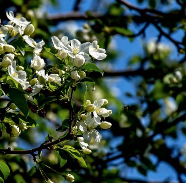 Bulanık doğal arka planda beyaz güzel çiçeklerle çiçek açan elma ağacının dalları.