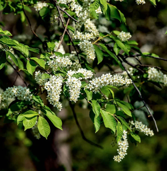Cerisier Fleurs Une Plante Nom Latin Prunus Padus Macro Branches — Photo