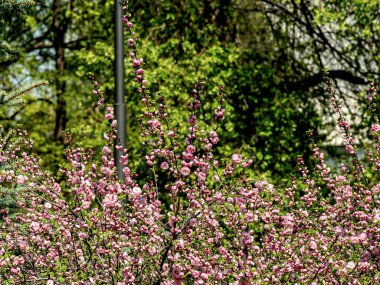Chelyabinsk, Güney Urallar 'da Sakura Kiraz Çiçeği