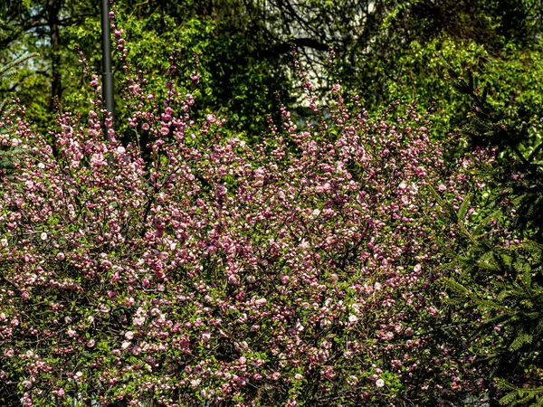 Sakura Flor Cerezo Jardín Ciudad Chelyabinsk Urales Del Sur — Foto de Stock