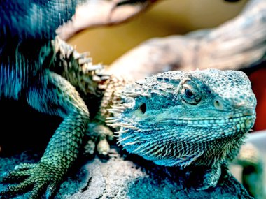 Camların arkasındaki teraryumdaki yırtıcı iguana ziyaretçilerle ilgileniyor.