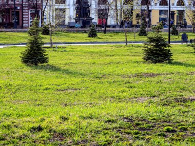 Genç köknar ağaçları şehir merkezinde yeşil bir çimenlikte, taze yeşillik, parlak bir akşam, Chelyabinsk, Güney Urallar