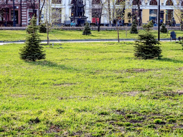 Genç köknar ağaçları şehir merkezinde yeşil bir çimenlikte, taze yeşillik, parlak bir akşam, Chelyabinsk, Güney Urallar