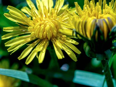 İlk bahar parlak sarı karahindibalar bulanık doğal arkaplan, makro, dar odak alanı