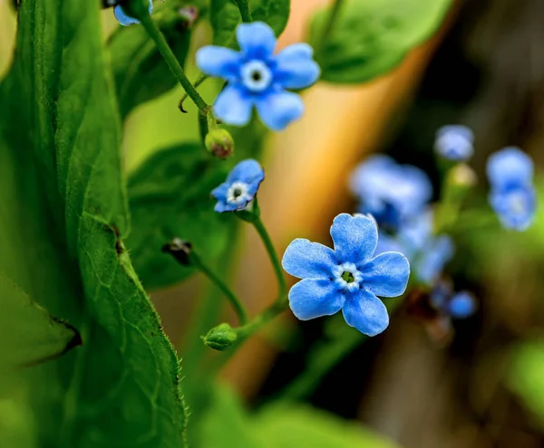 Delicado Azul Esquecer Nots Florescer Jardim Fundo Natural Turvo — Fotografia de Stock