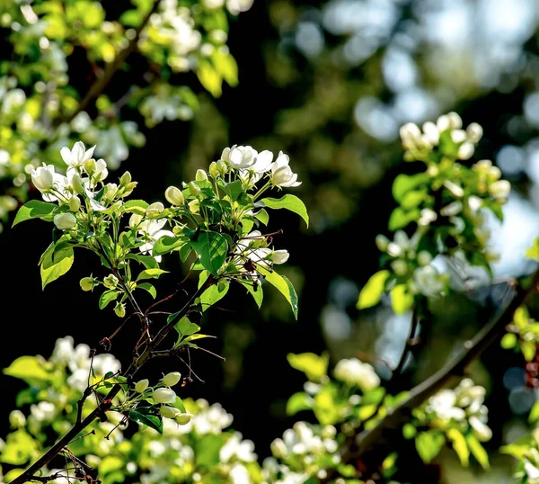 Takken van een bloeiende appelboom met witte mooie bloemen — Stockfoto