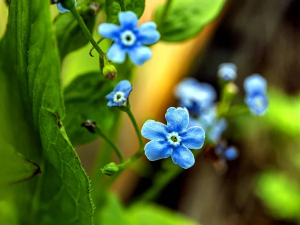 Delicado Azul Esquecer Nots Florescer Jardim Fundo Natural Turvo — Fotografia de Stock