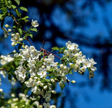 Bulanık doğal arka planda beyaz güzel çiçeklerle çiçek açan elma ağacının dalları.