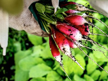 Bir insanın elinde taze kırmızı turp, meyvelerde toprak parçaları görünür.
