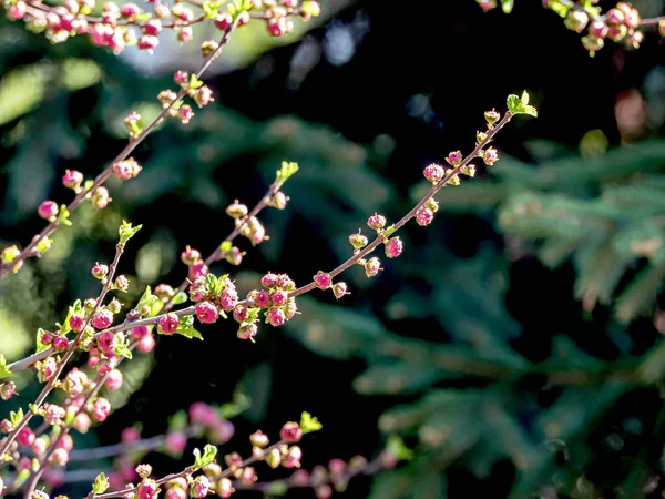 Sakura Flor Cereja Jardim Cidade Chelyabinsk Urais Sul — Fotografia de Stock