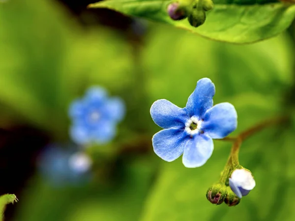 Λεπτή Μπλε Ξεχάστε Nots Ανθίζουν Στον Κήπο Ένα Θολό Φυσικό — Φωτογραφία Αρχείου
