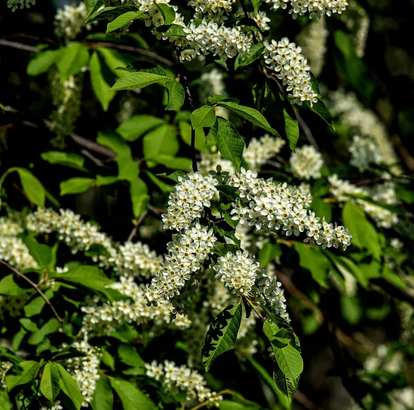 Kwitnąca Wiśnia Ptasia Roślina Łacińskiej Nazwie Prunus Padus Makro Gałęzie — Zdjęcie stockowe